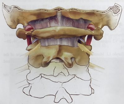 寰椎的后弓无肌肉附着.