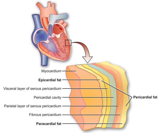 心包脂肪垫图片