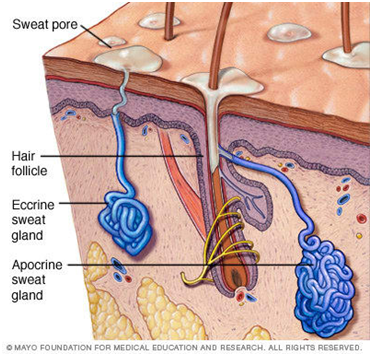 身体中有两种类型的腺体:顶浆分泌腺和外分泌腺.